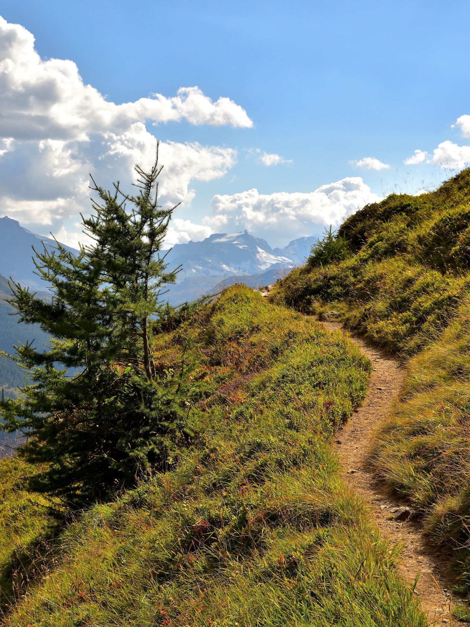 Nikon D5500 sample photo. Trail, fir tree, mountains photography