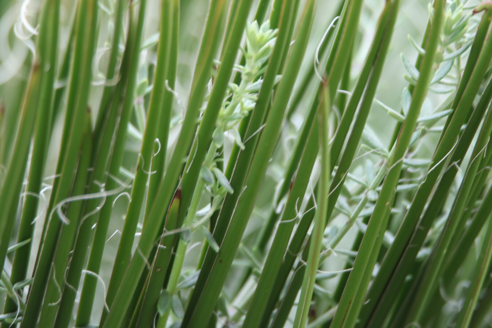 Canon EOS 7D Mark II sample photo. Garden, green, leaves, texture photography