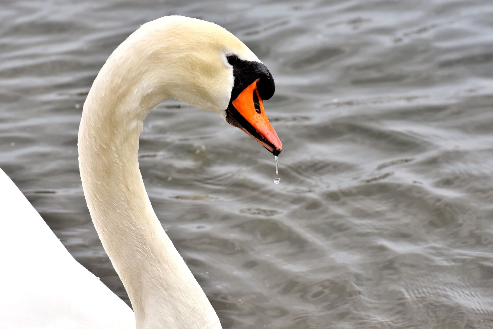 Nikon D7200 sample photo. Swan, water bird, elegant photography