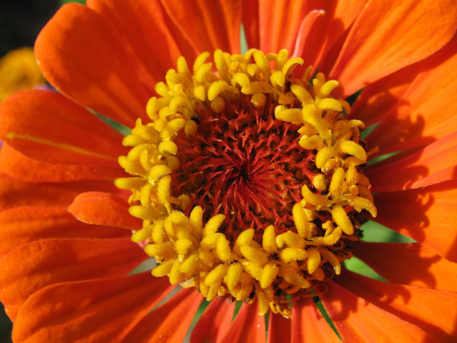 Canon PowerShot SX110 IS sample photo. Blossom, bloom, zinnia photography
