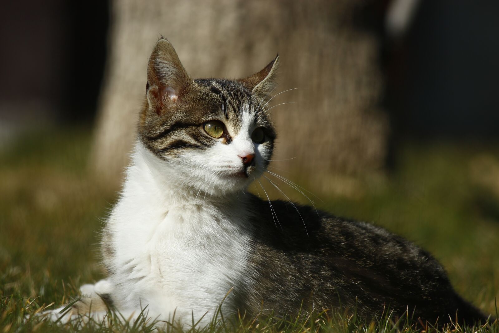Canon EF-S 55-250mm F4-5.6 IS II sample photo. Animal, overview, outdoor photography