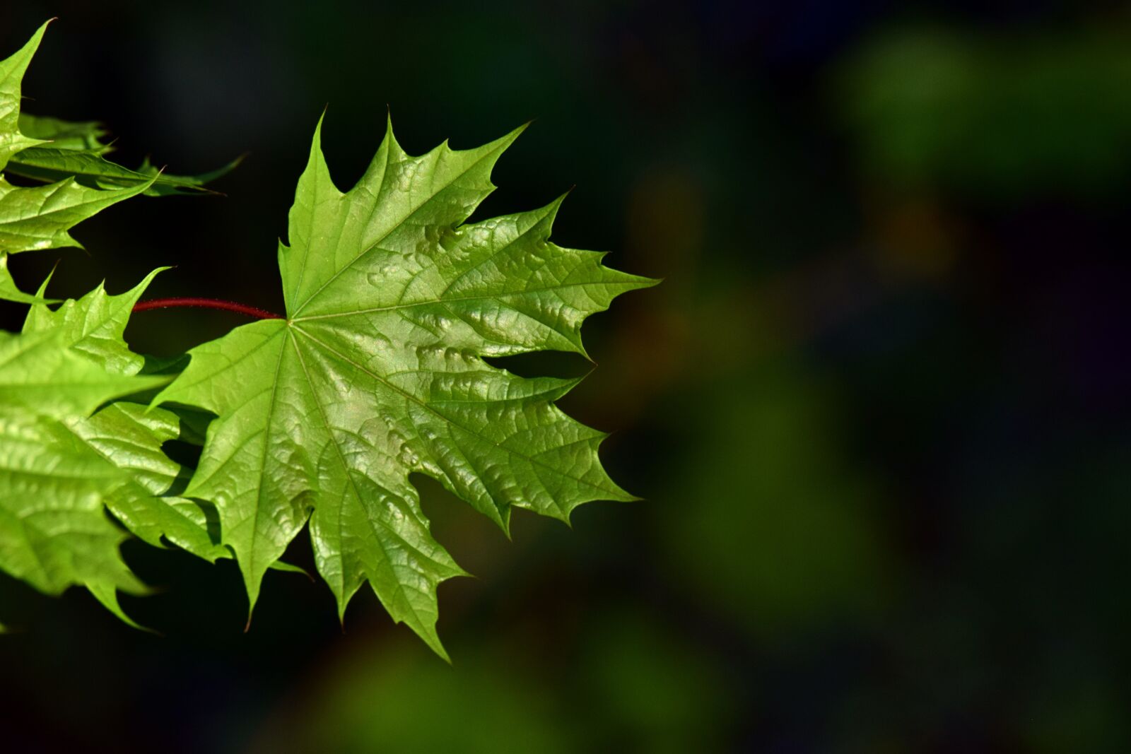Nikon D3300 sample photo. Leaf, plant, nature photography