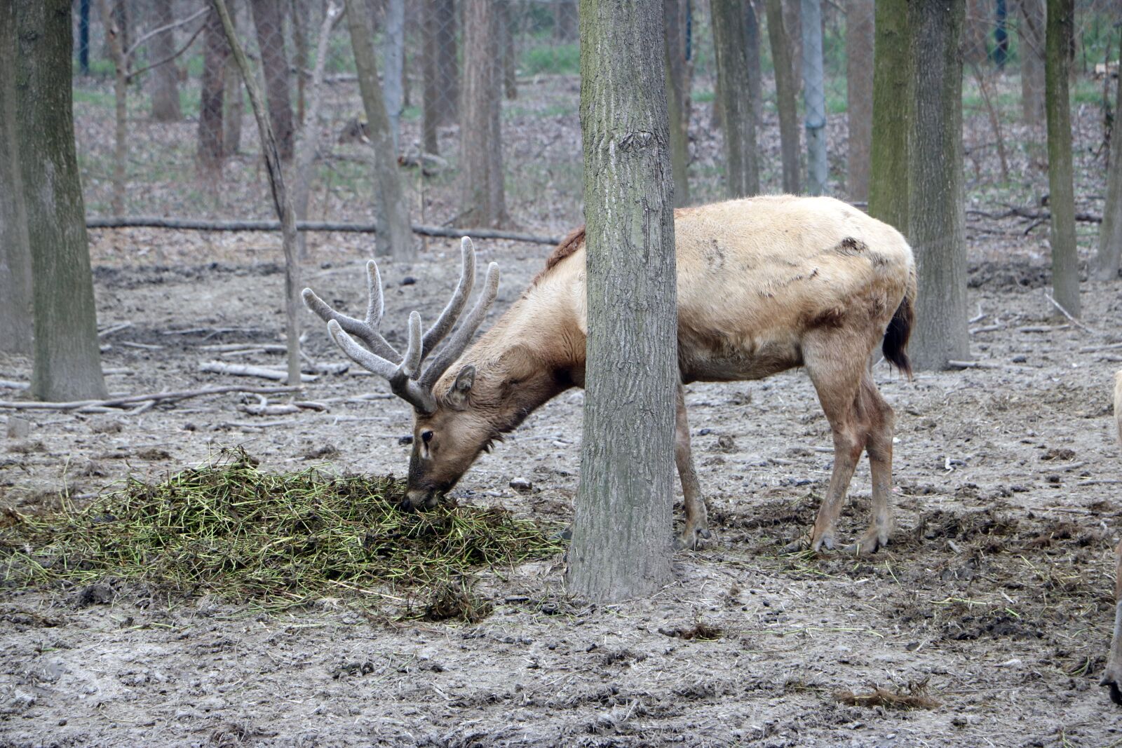 Canon EOS 760D (EOS Rebel T6s / EOS 8000D) sample photo. Elk, grazing, wetland park photography