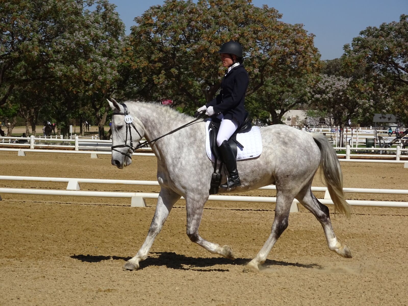 Sony Cyber-shot DSC-WX350 sample photo. Horse, show, grey photography