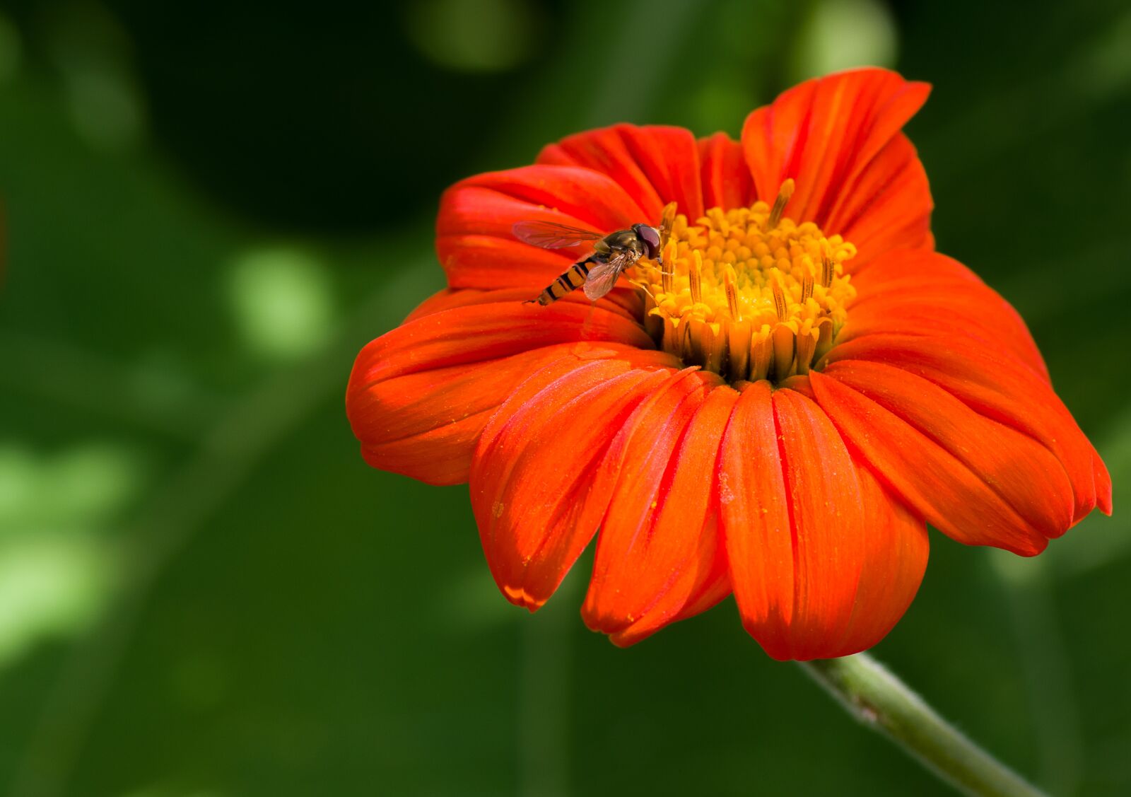 Tamron SP AF 90mm F2.8 Di Macro sample photo. Flower, orange, button photography