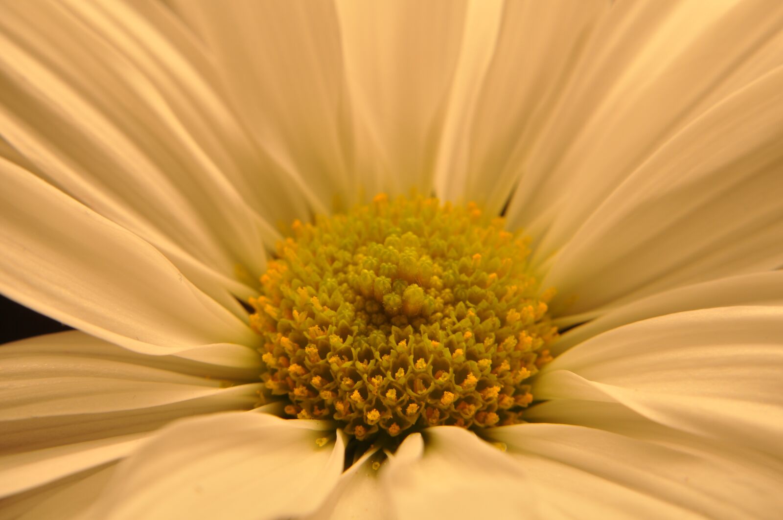Nikon D90 sample photo. Flower, floral, nature photography