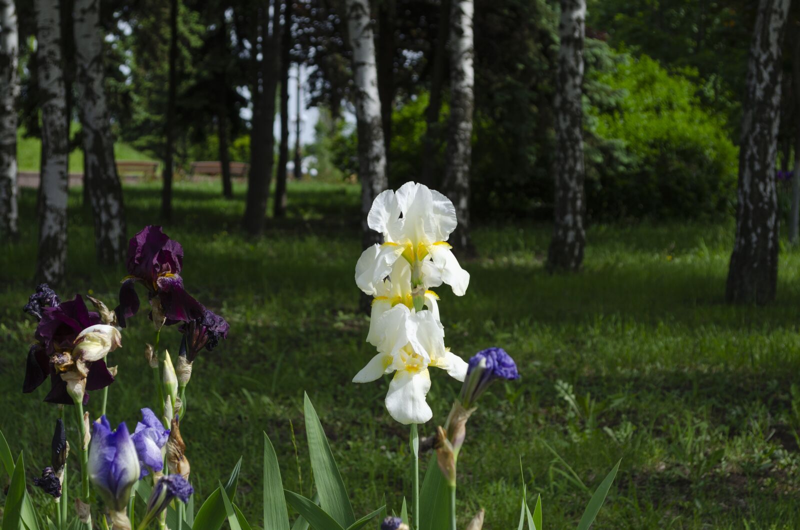 Nikon D5100 sample photo. Flowers, white, park photography