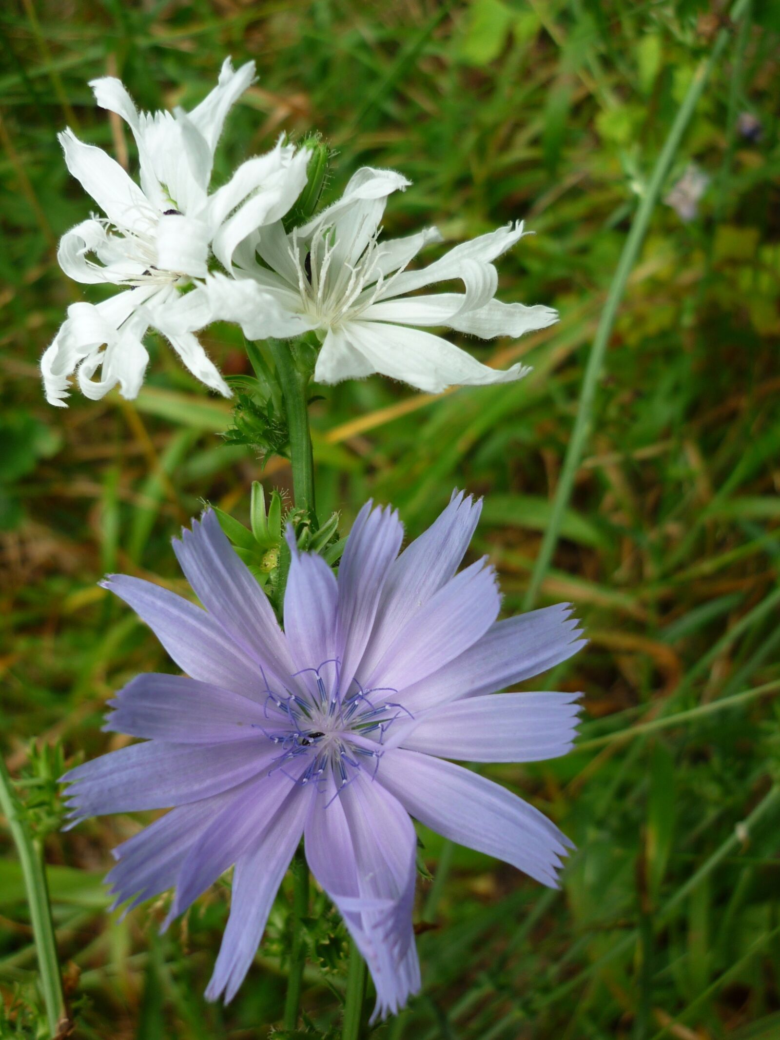 Panasonic Lumix DMC-FS6 sample photo. Flower, chicory, albino photography