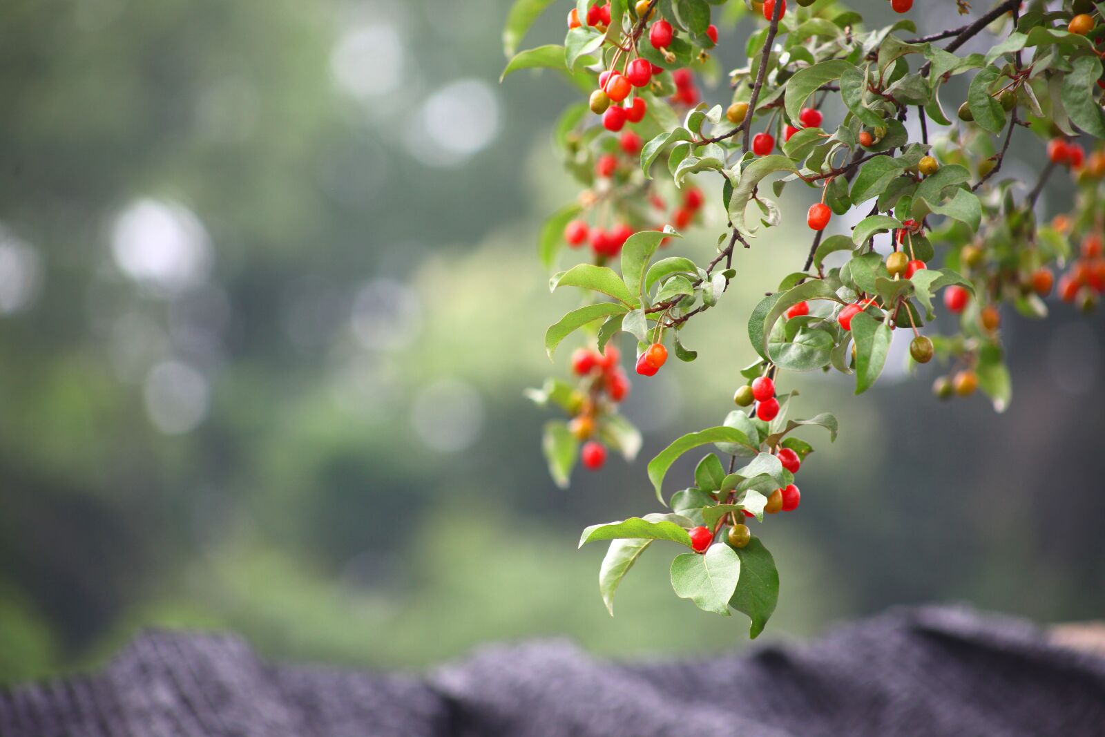 Canon EOS 5D Mark II sample photo. Leaf, nature, fruit photography