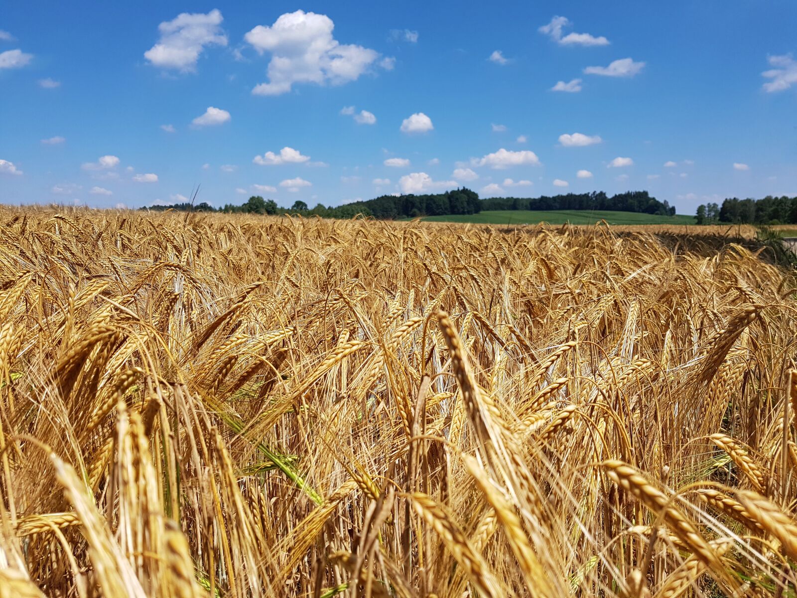 Samsung Galaxy S7 Edge sample photo. Cornfield, field, nature photography