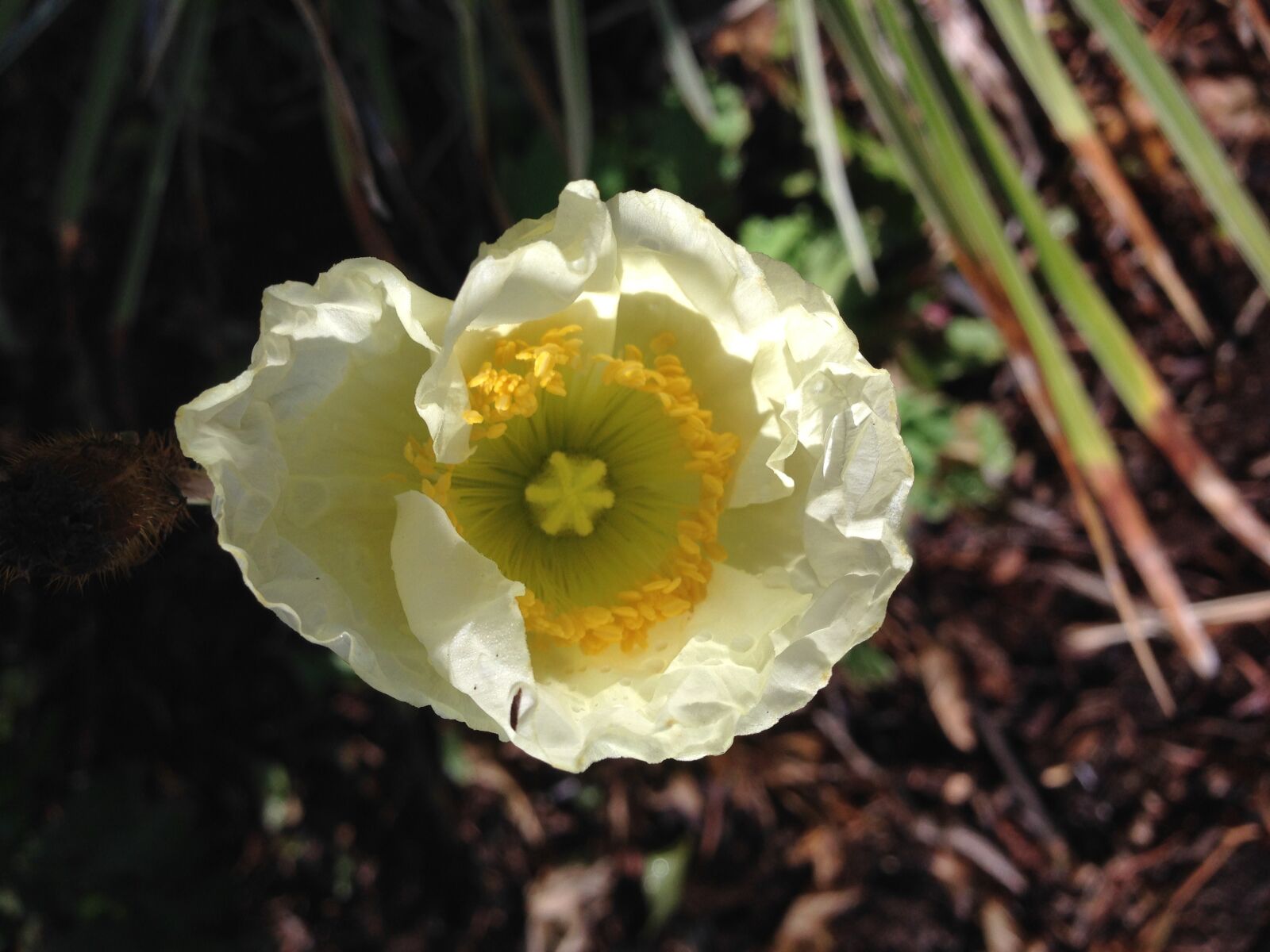 iPhone 5 back camera 4.12mm f/2.4 sample photo. Poppy, flower, cream photography