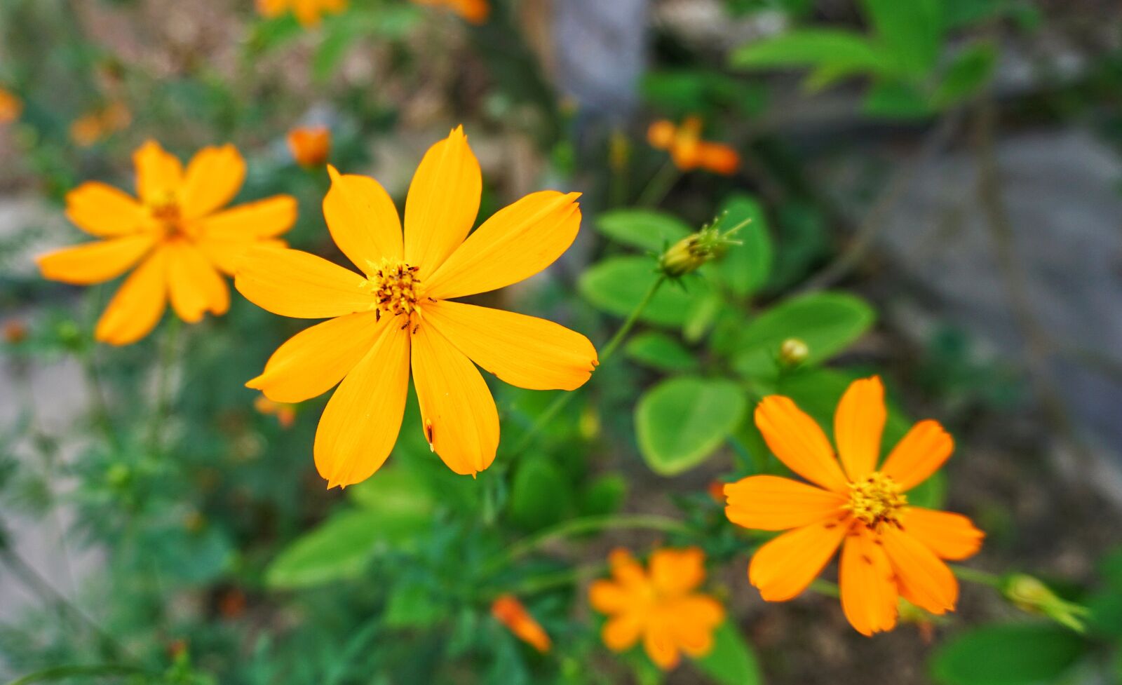 Sony a6300 sample photo. Flower, yellow, ant photography