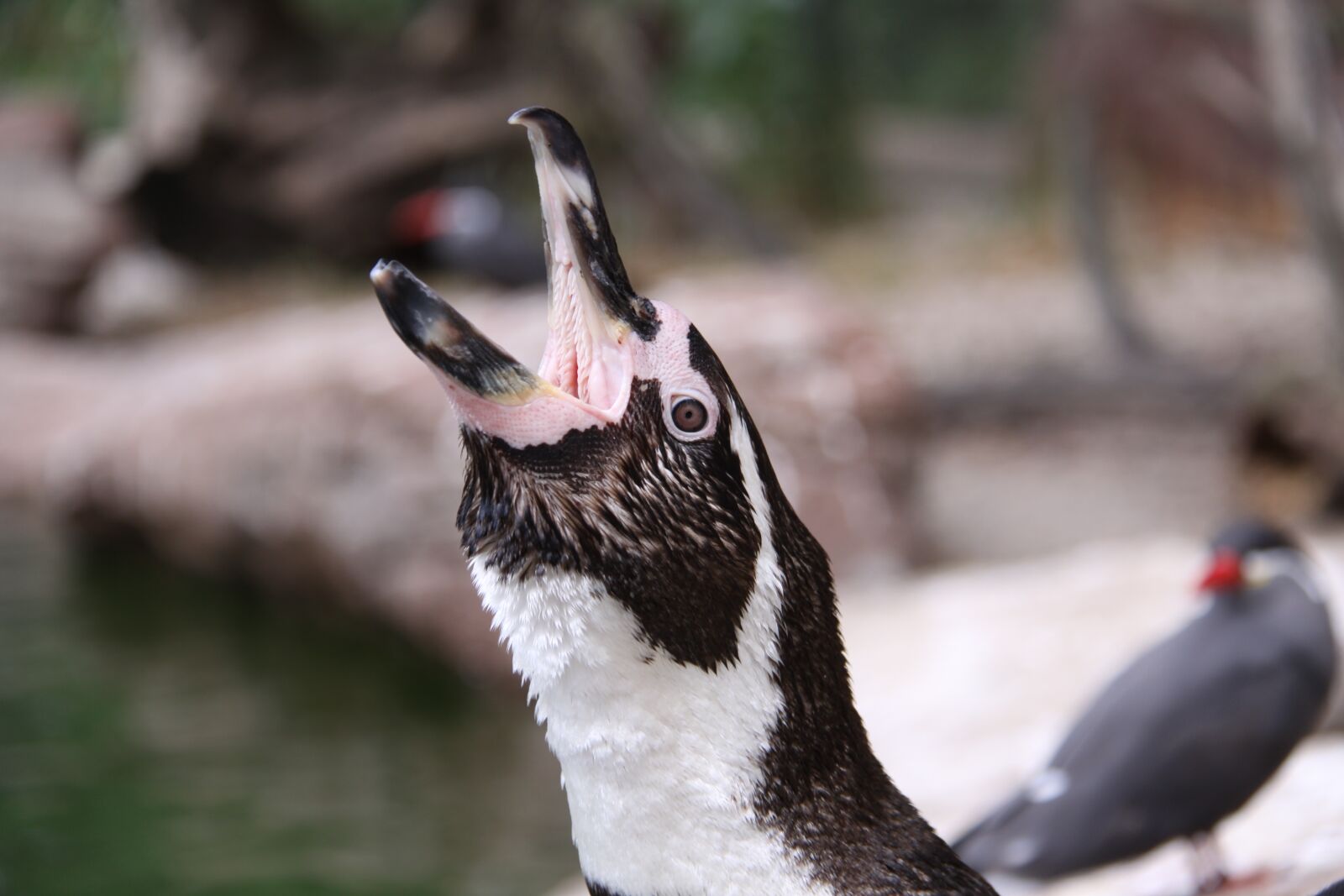 Canon EOS 50D sample photo. Penguin, humboldt penguin, bird photography