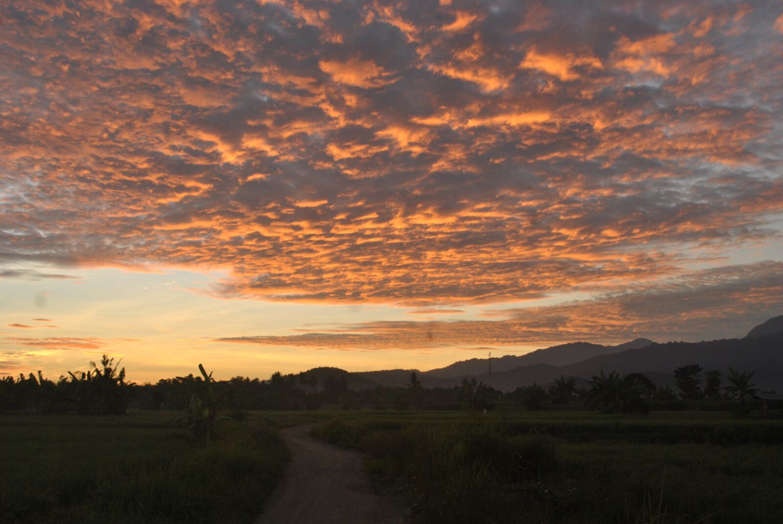 Nikon D3000 sample photo. Sunrise, ricefields, sumbawa photography