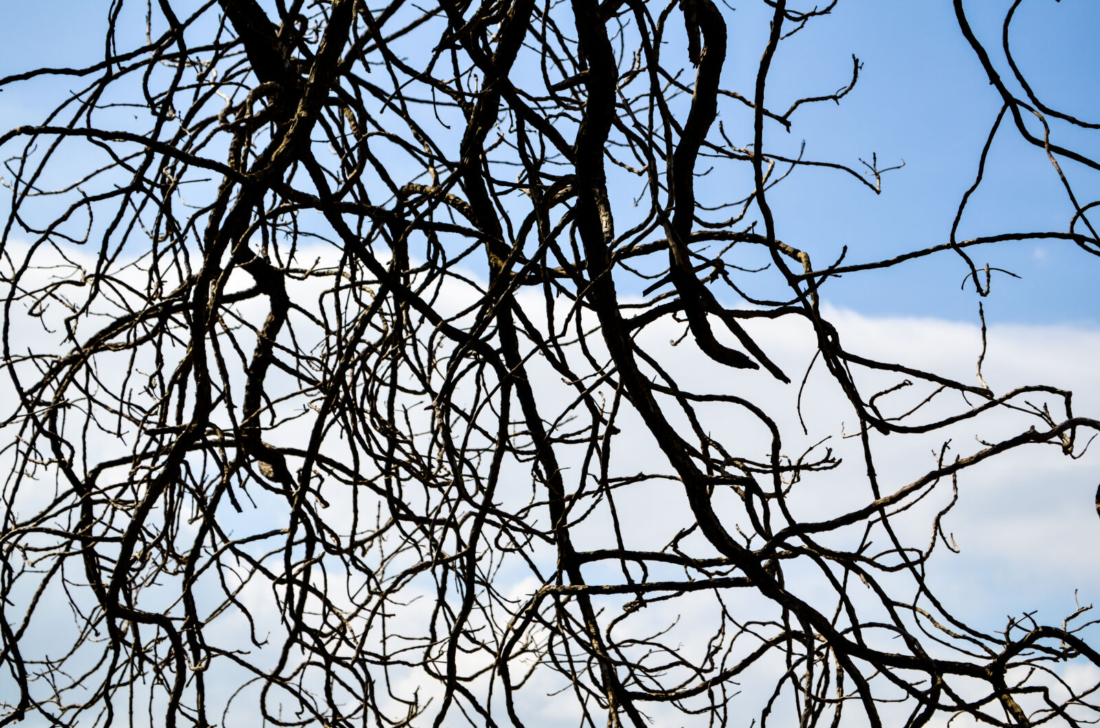 Nikon D5100 sample photo. Branches photography