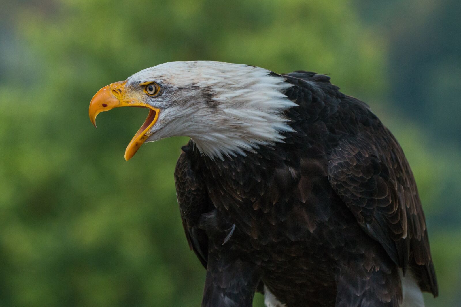 150-600mm F5-6.3 DG OS HSM | Contemporary 015 sample photo. Bald eagle, haliaeetus leucocephalus photography