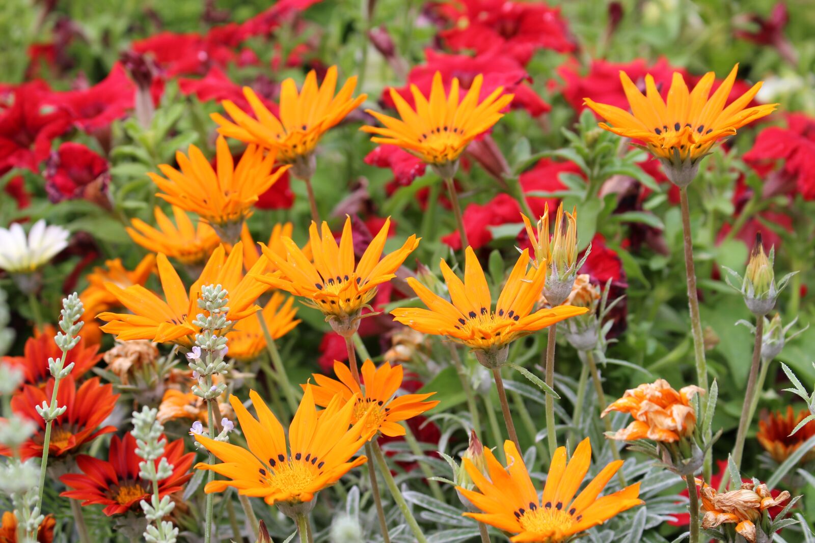 Canon EOS 100D (EOS Rebel SL1 / EOS Kiss X7) sample photo. Garden, flower bed, public photography