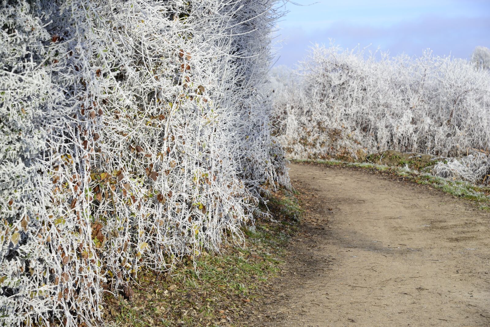 Nikon D610 sample photo. Hoarfrost, cold, winter photography