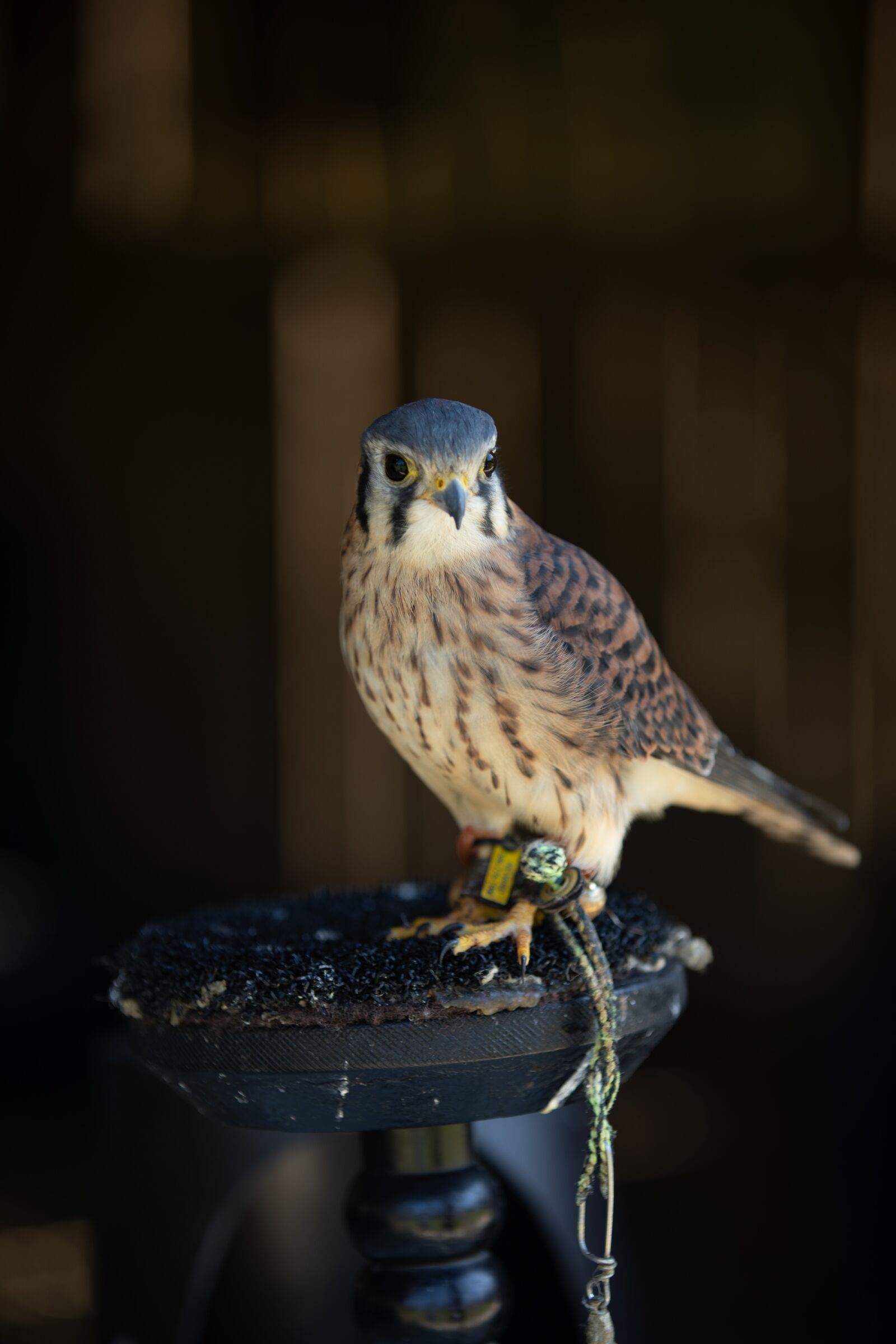 Canon EOS 5D Mark IV sample photo. Bird, hawk, perched photography