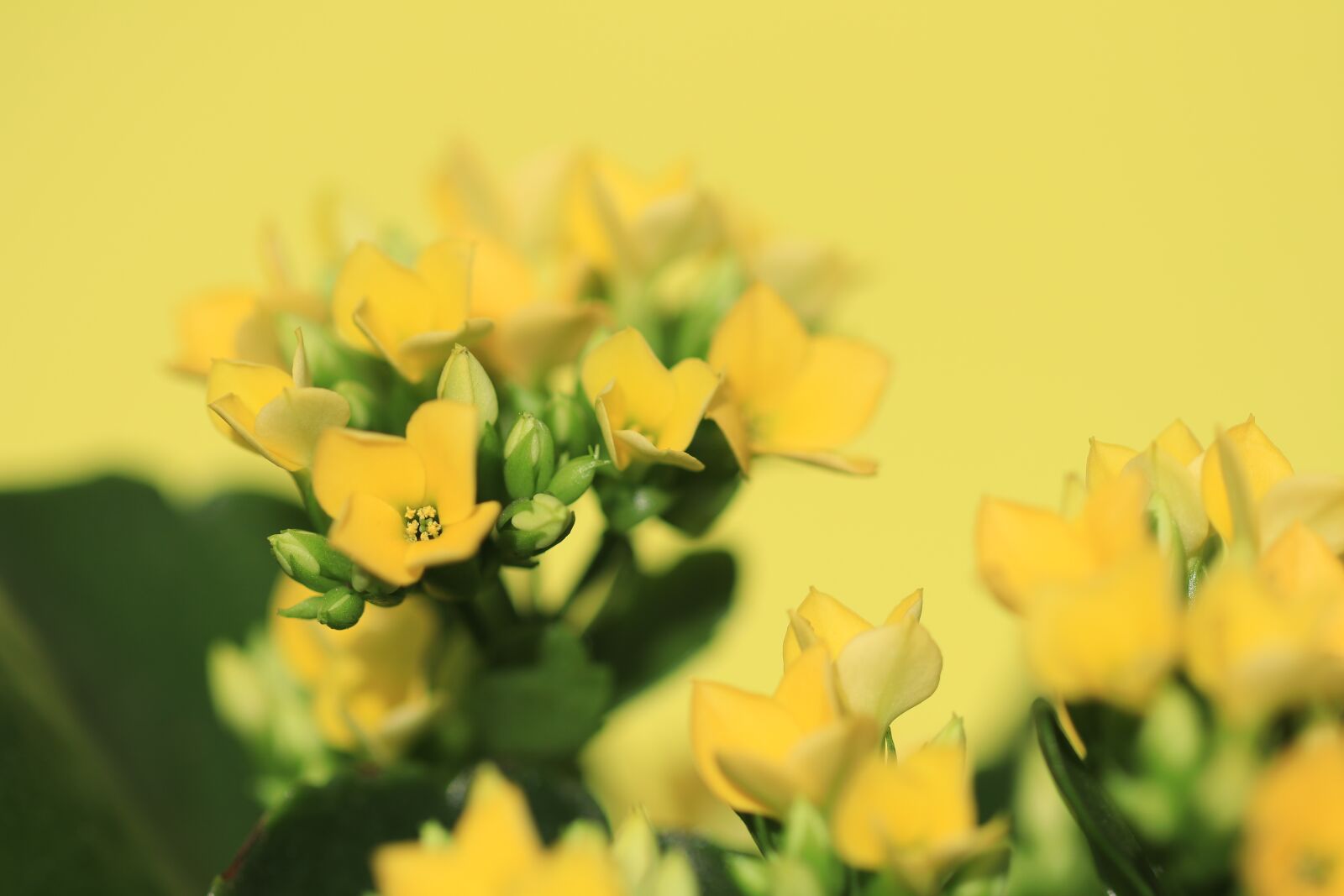 Canon EF 100mm F2.8L Macro IS USM sample photo. Flowers, yellow, crassula and photography