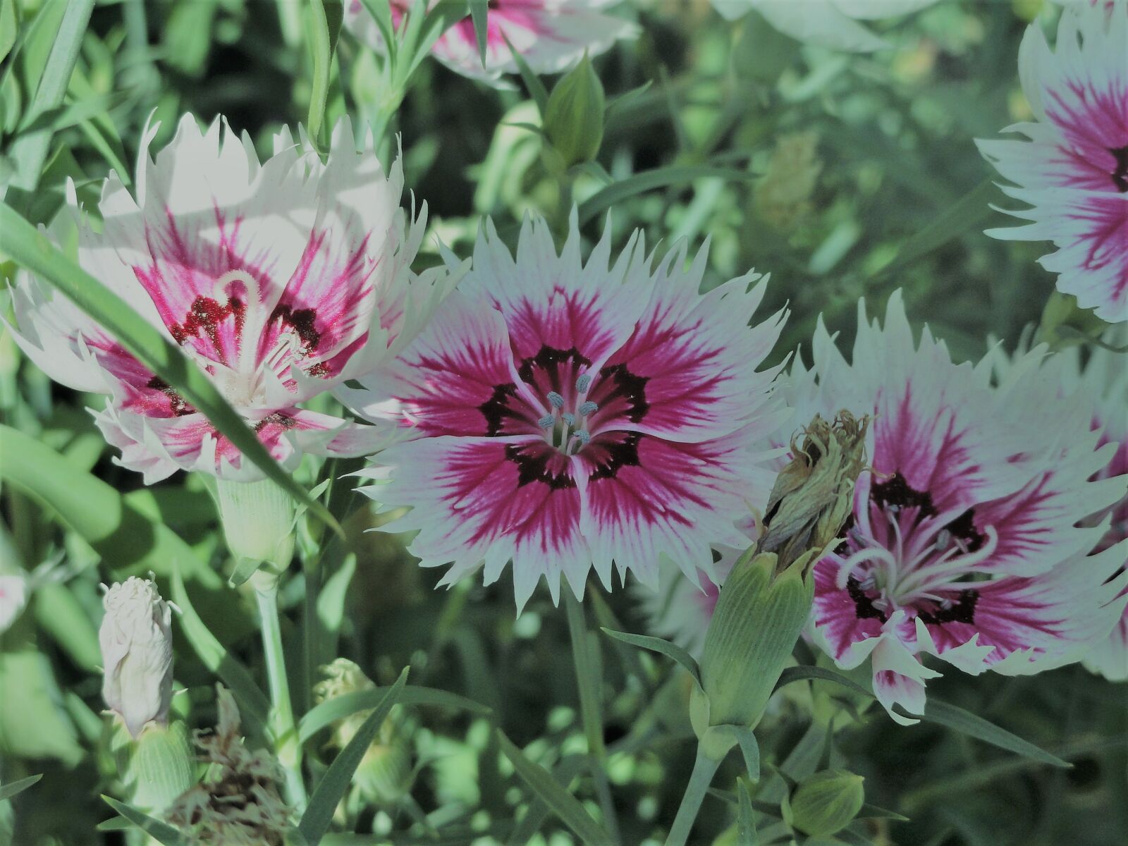 Sony Cyber-shot DSC-H55 sample photo. Beautiful, flowers photography