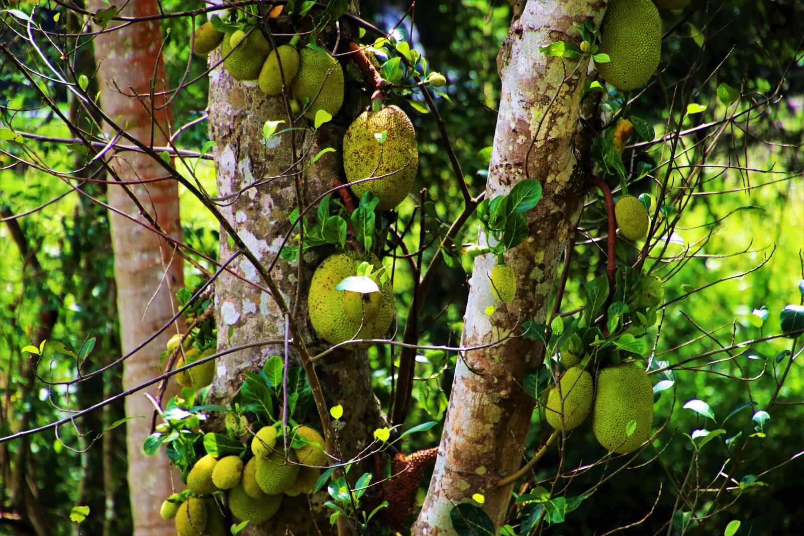 Canon EOS 80D sample photo. Tree, nature, fruit photography