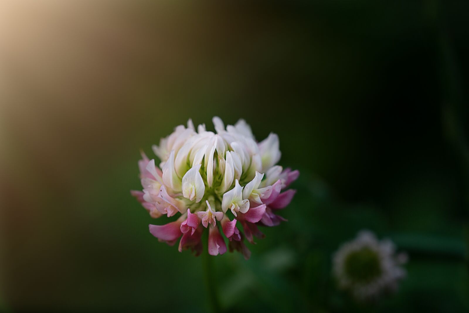 Nikon D7100 sample photo. Klee, wiesenklee, blossom photography