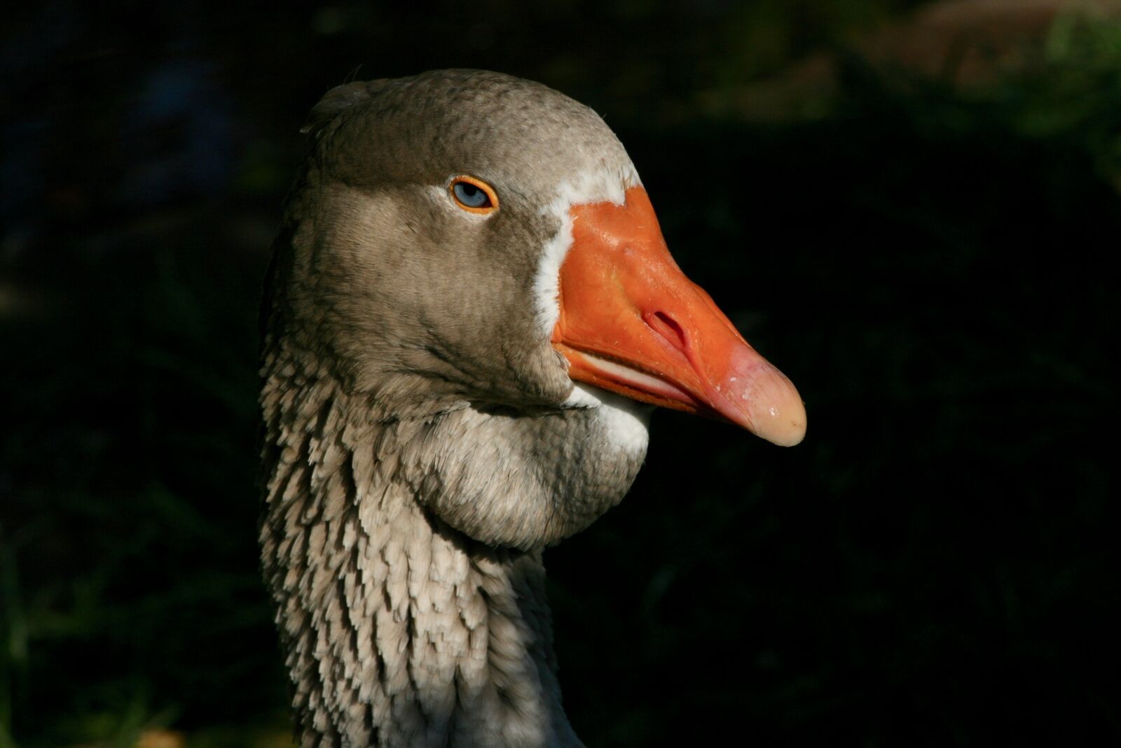 Canon EOS 400D (EOS Digital Rebel XTi / EOS Kiss Digital X) sample photo. Goose, domestic goose, ganter photography