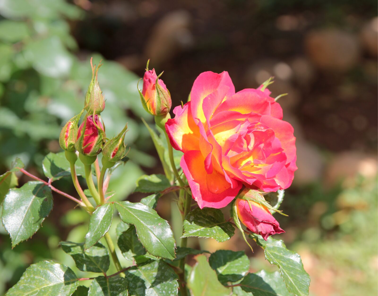Canon EOS 550D (EOS Rebel T2i / EOS Kiss X4) sample photo. Rose, pink, flower photography