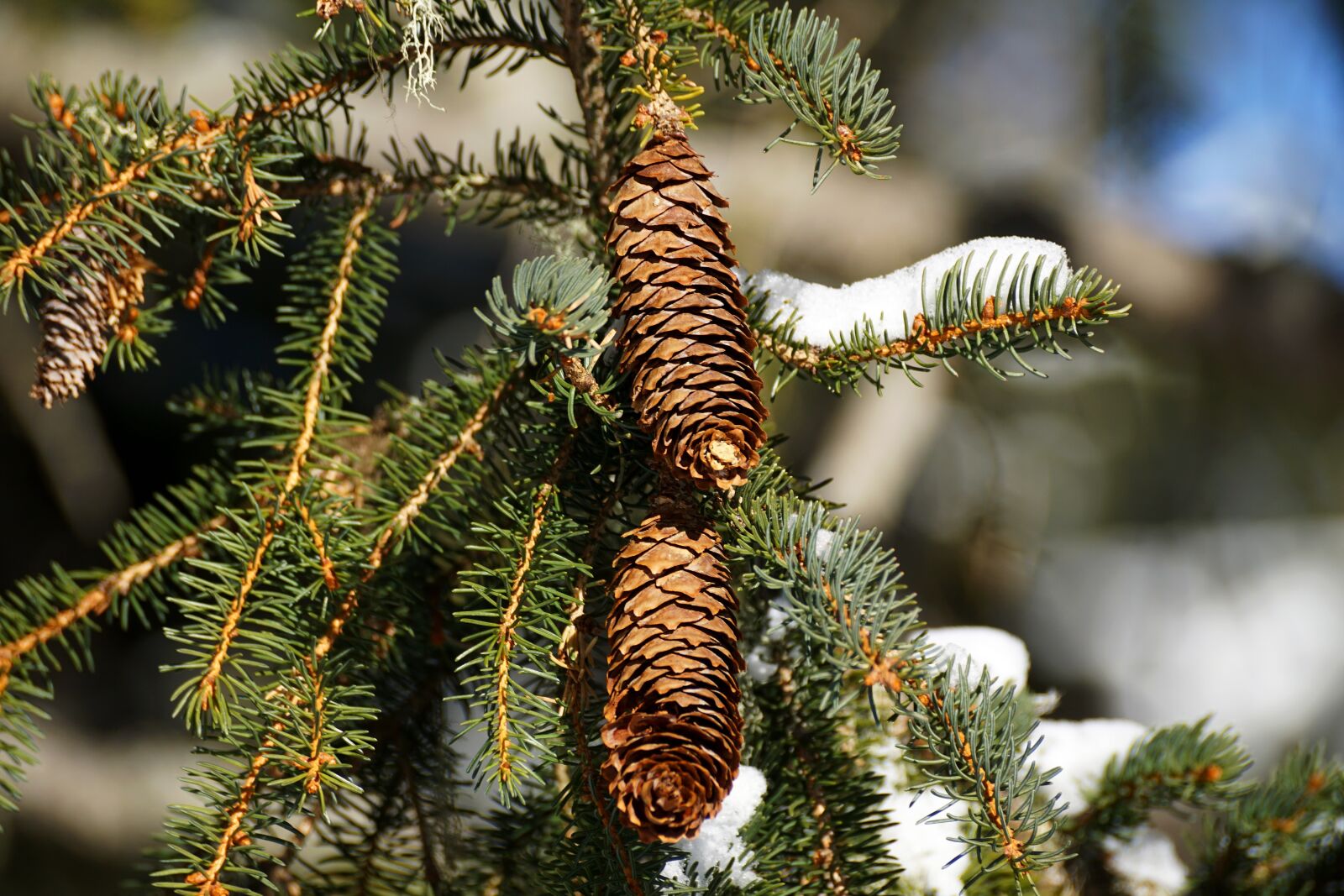 Sony DT 55-300mm F4.5-5.6 SAM sample photo. Winter, tree, christmas photography