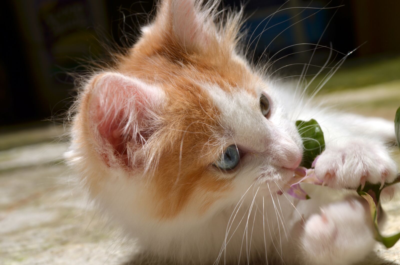 Nikon D5100 sample photo. Awesome, beautiful, blue eyes photography