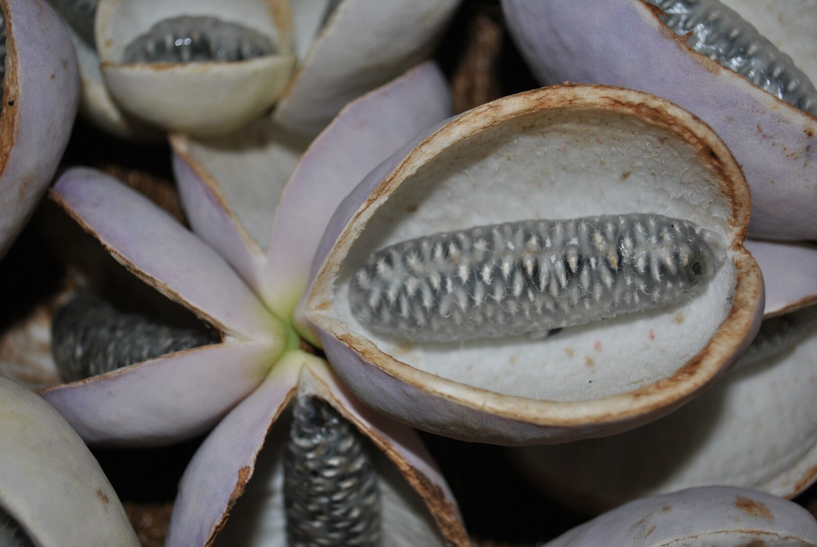 Nikon D3000 sample photo. Akebia, plant, quinata photography