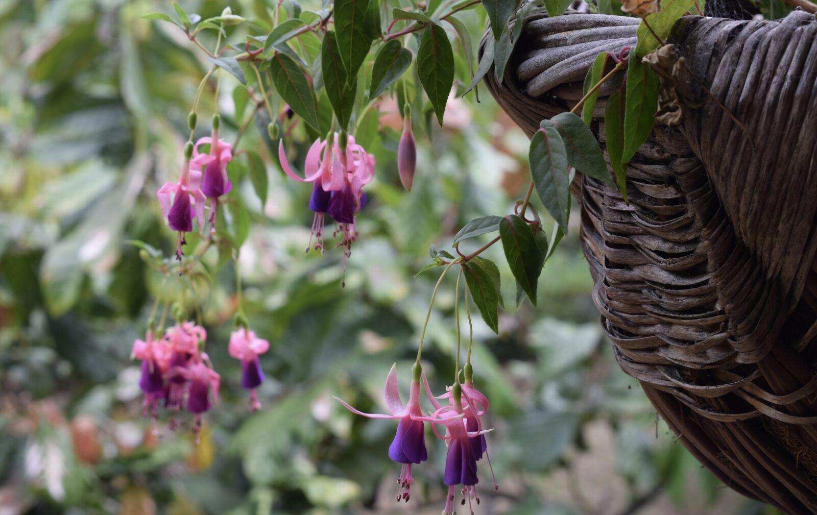 Nikon D5300 sample photo. Colombia, flowers, flower photography