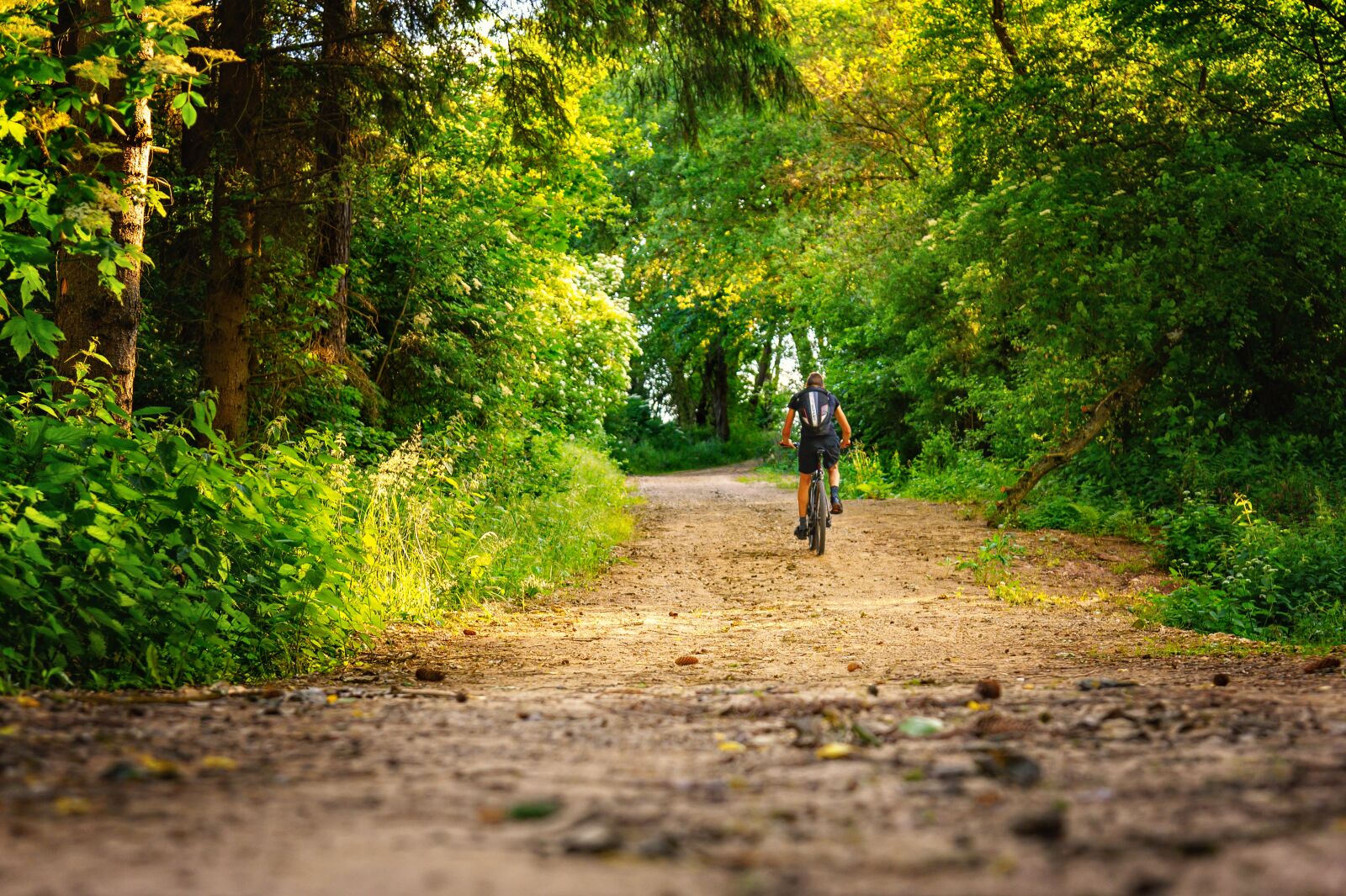Nikon Z6 sample photo. Forest, forest path, nature photography