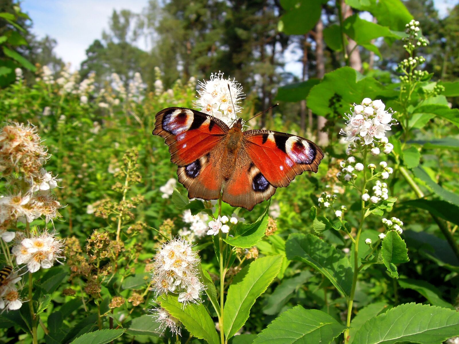Nikon Coolpix P300 sample photo. Nymphalis io, peacock butterfly photography