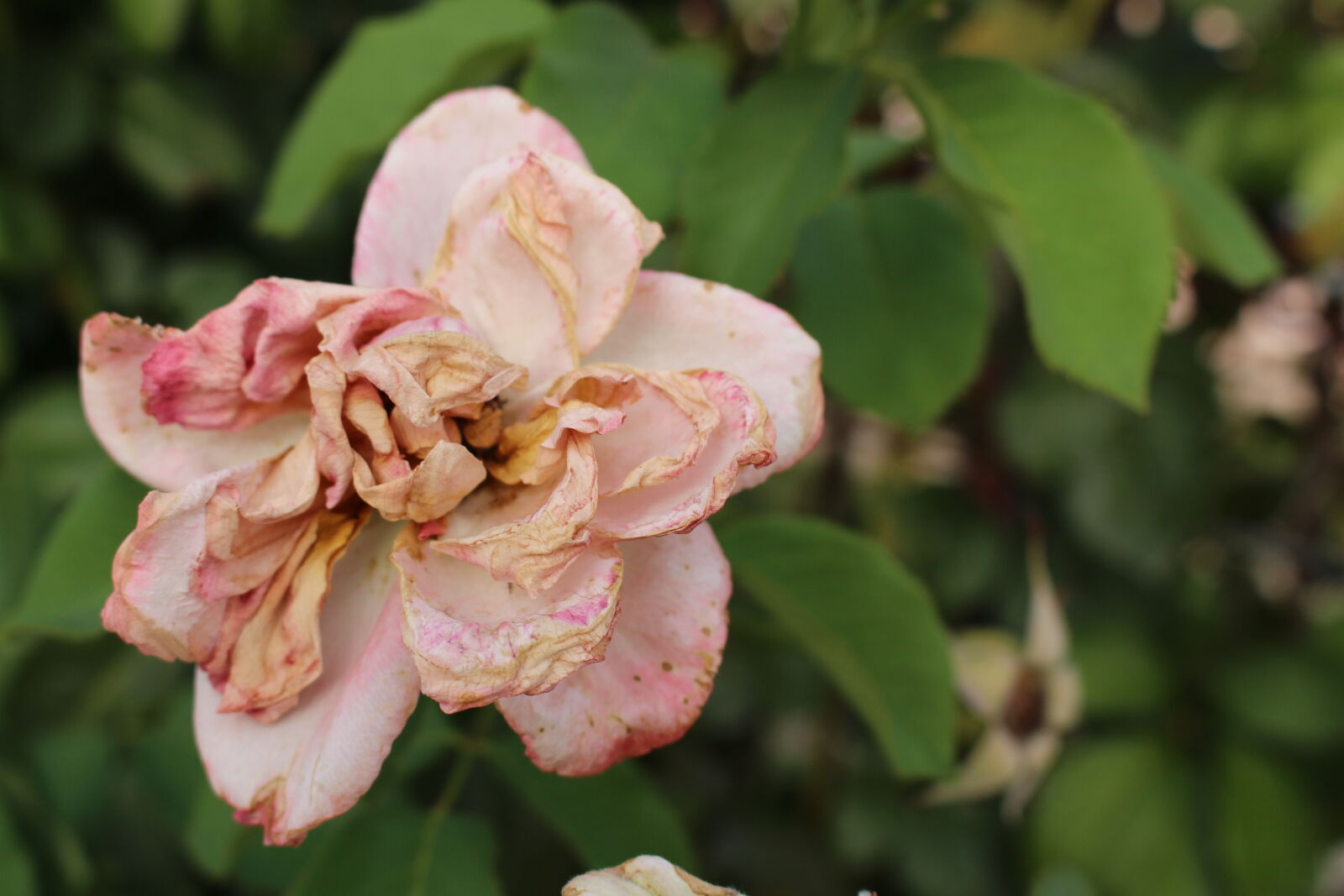 Canon EOS 700D (EOS Rebel T5i / EOS Kiss X7i) sample photo. Flor, flower, flowers, leaf photography