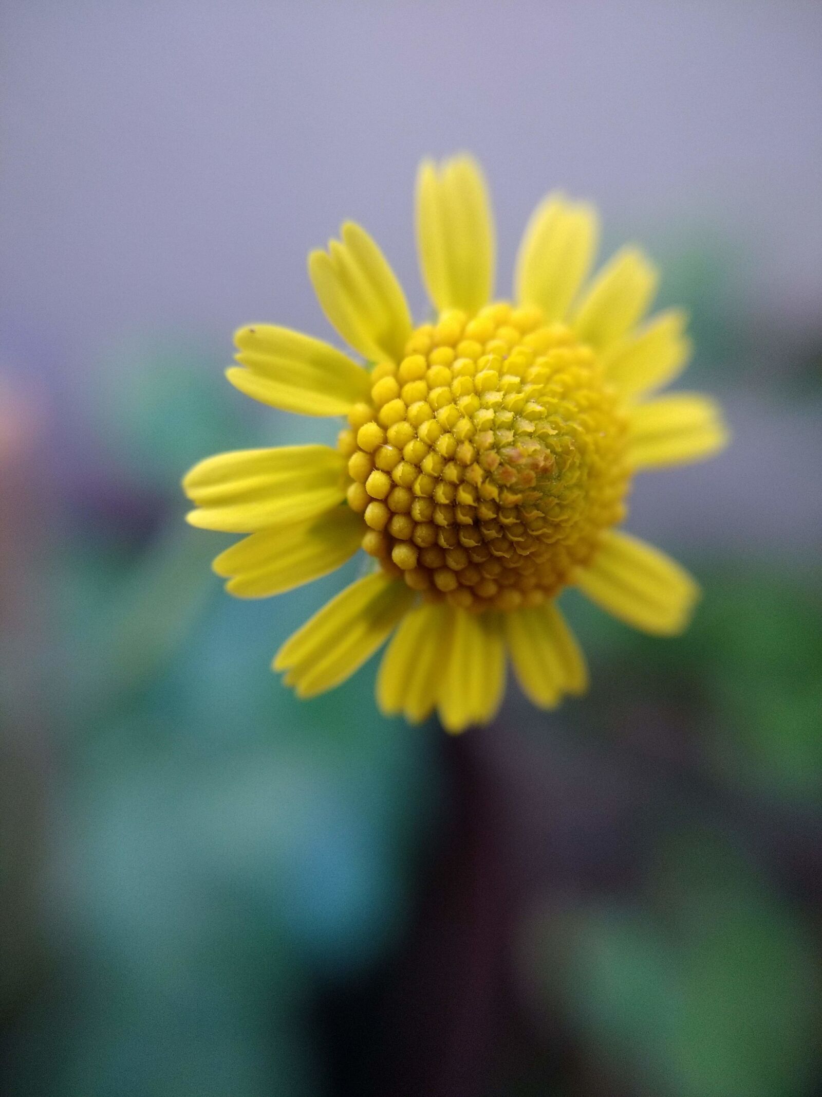 Motorola Moto G (4) sample photo. Flower, nature, flora photography