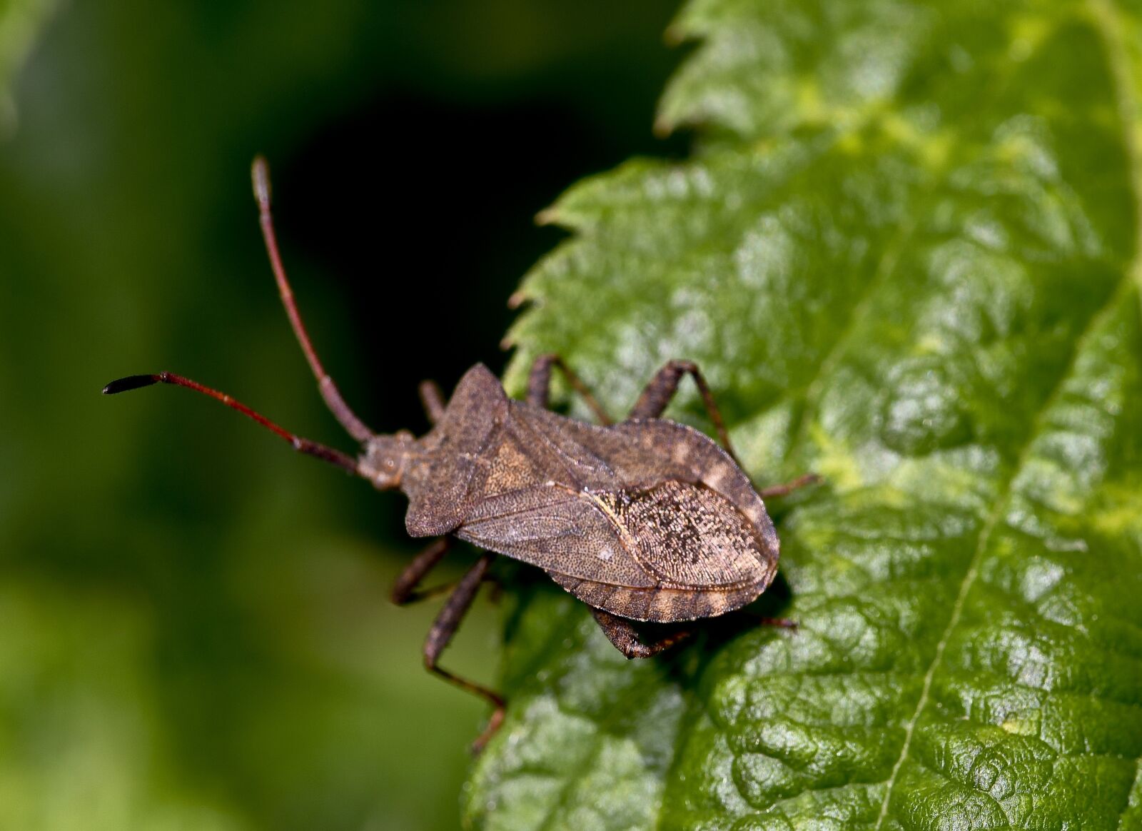 Nikon D500 sample photo. Blackberry, nature, bug photography