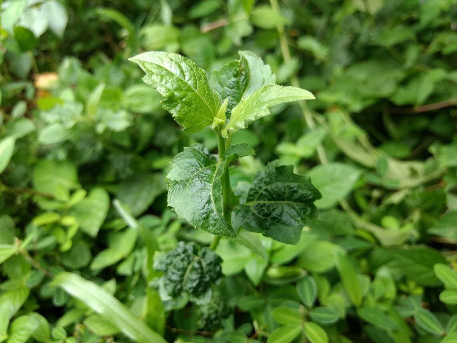 Motorola Moto G (4) sample photo. Nature, beautiful, god create photography