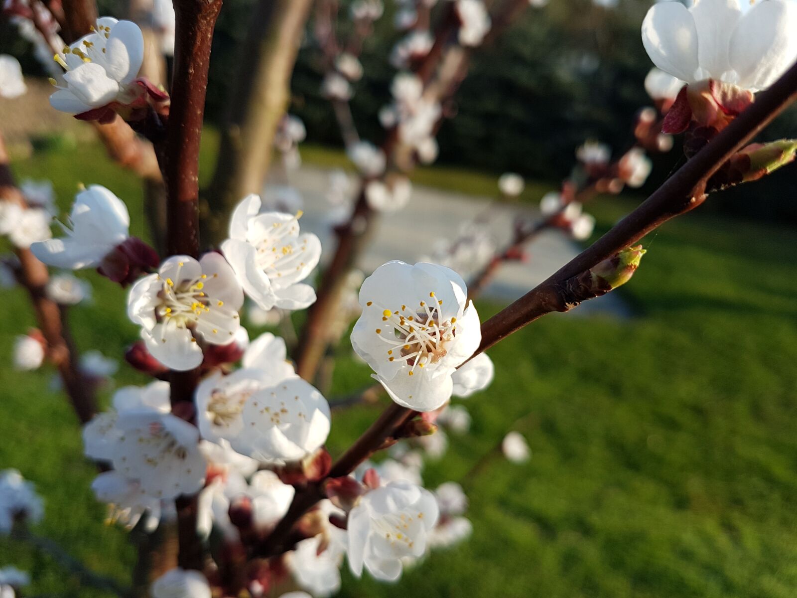 Samsung Galaxy S7 Edge sample photo. Spring, flower, nature photography
