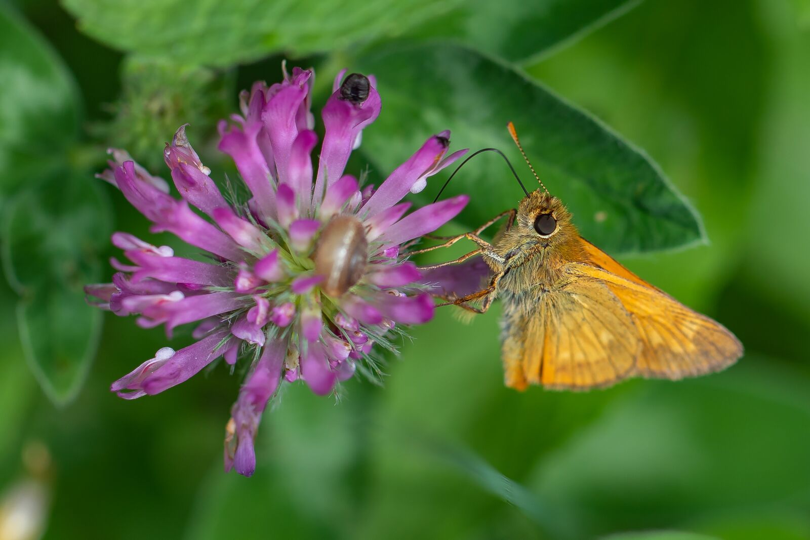 Canon EOS 7D Mark II sample photo. Butterfly, nectar, proboscis photography