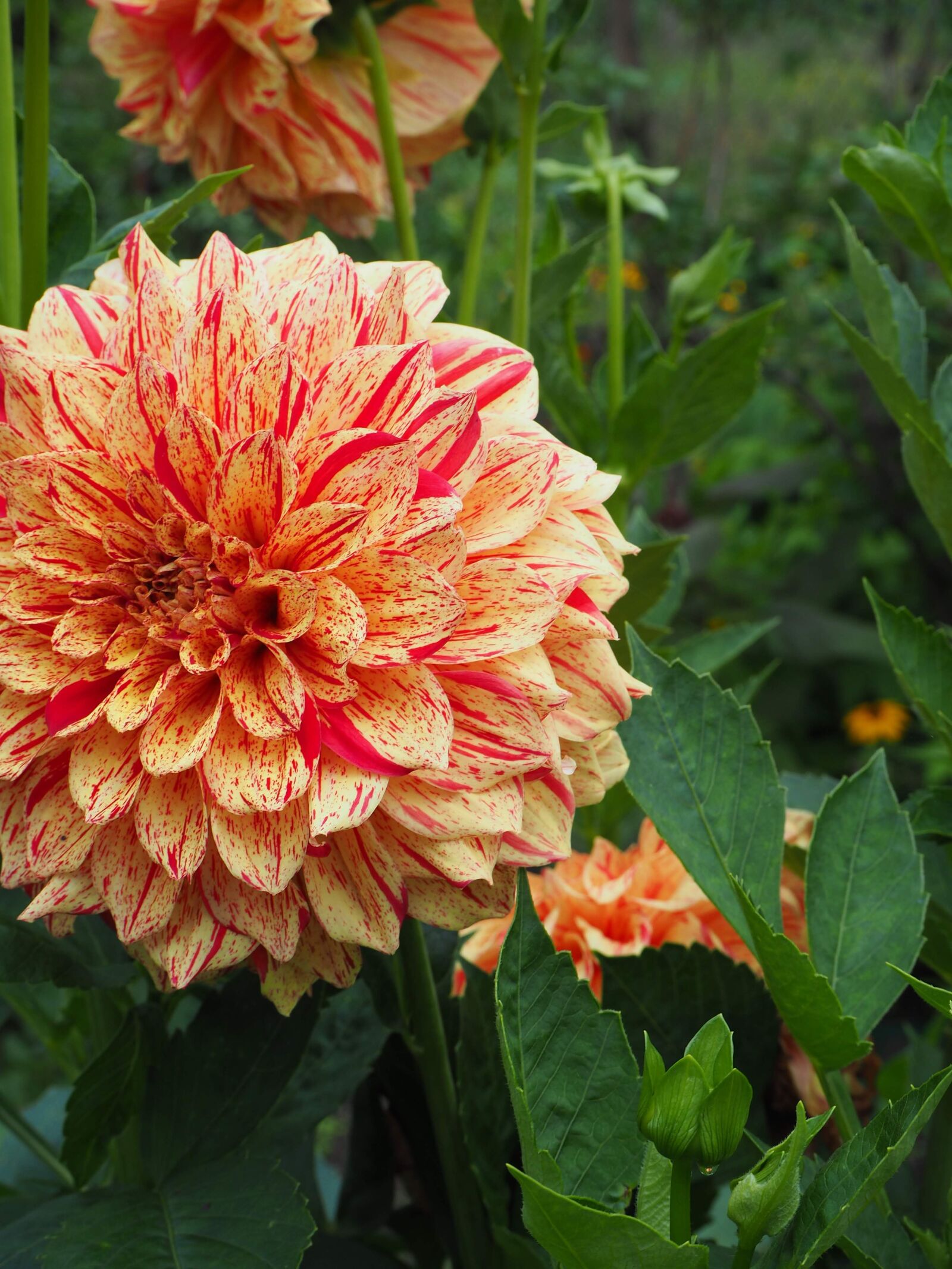 Olympus OM-D E-M10 II sample photo. Flower, flower power, sun photography