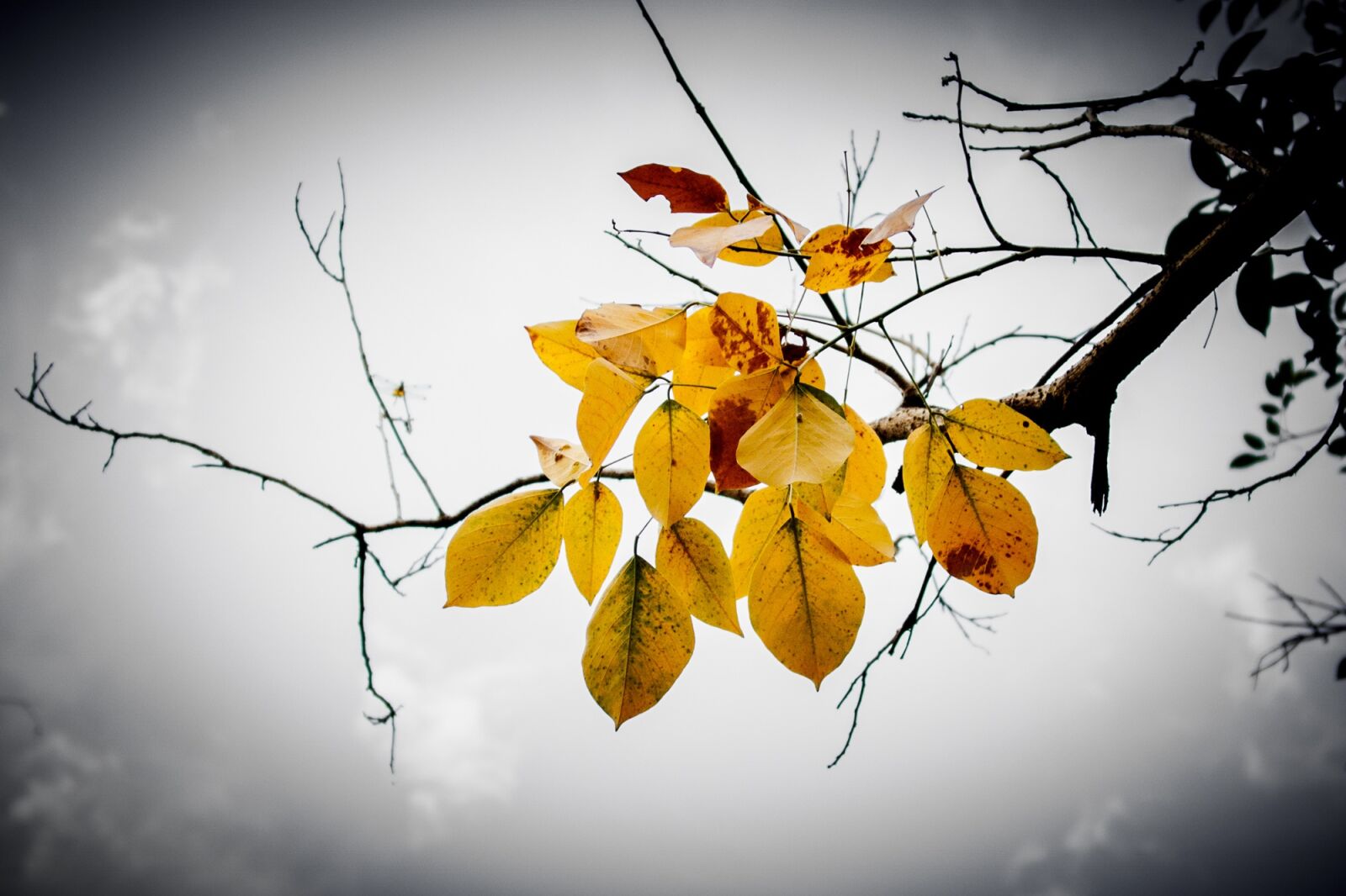 Canon EOS 750D (EOS Rebel T6i / EOS Kiss X8i) sample photo. Leaves, branch, sky photography
