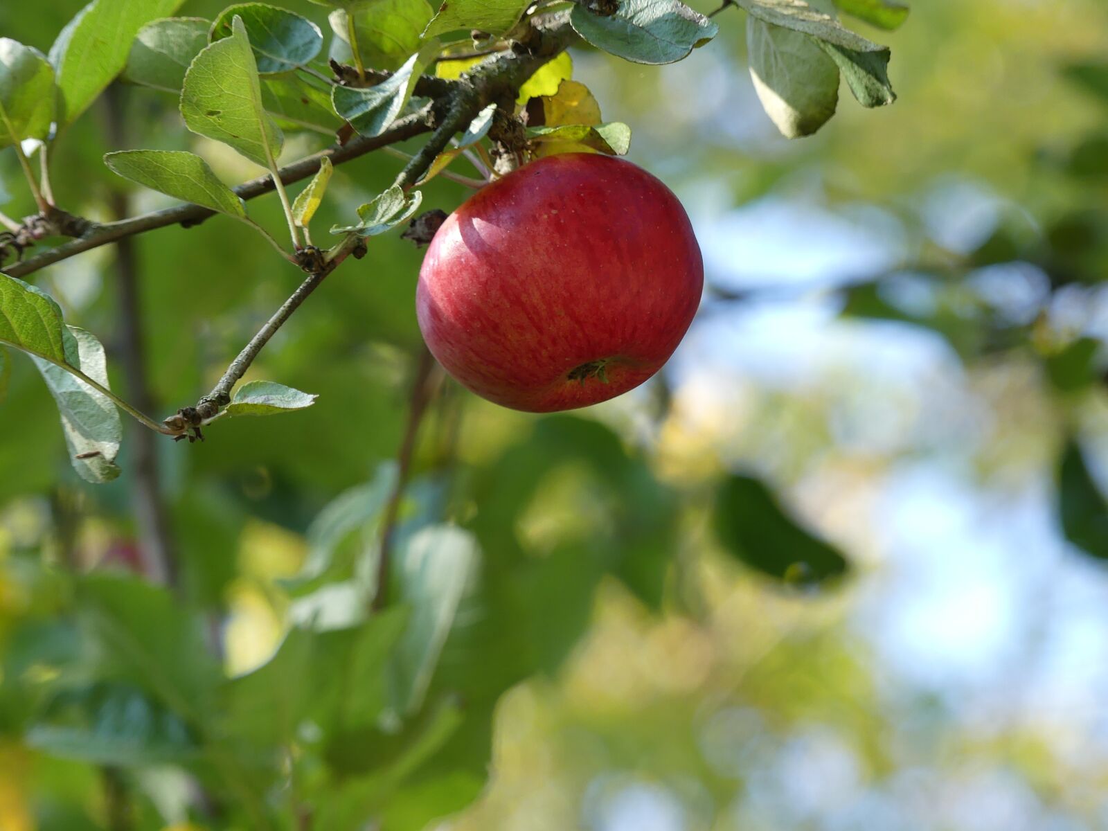 Panasonic Lumix DMC-FZ300 sample photo. Harvest, apple, fruit photography