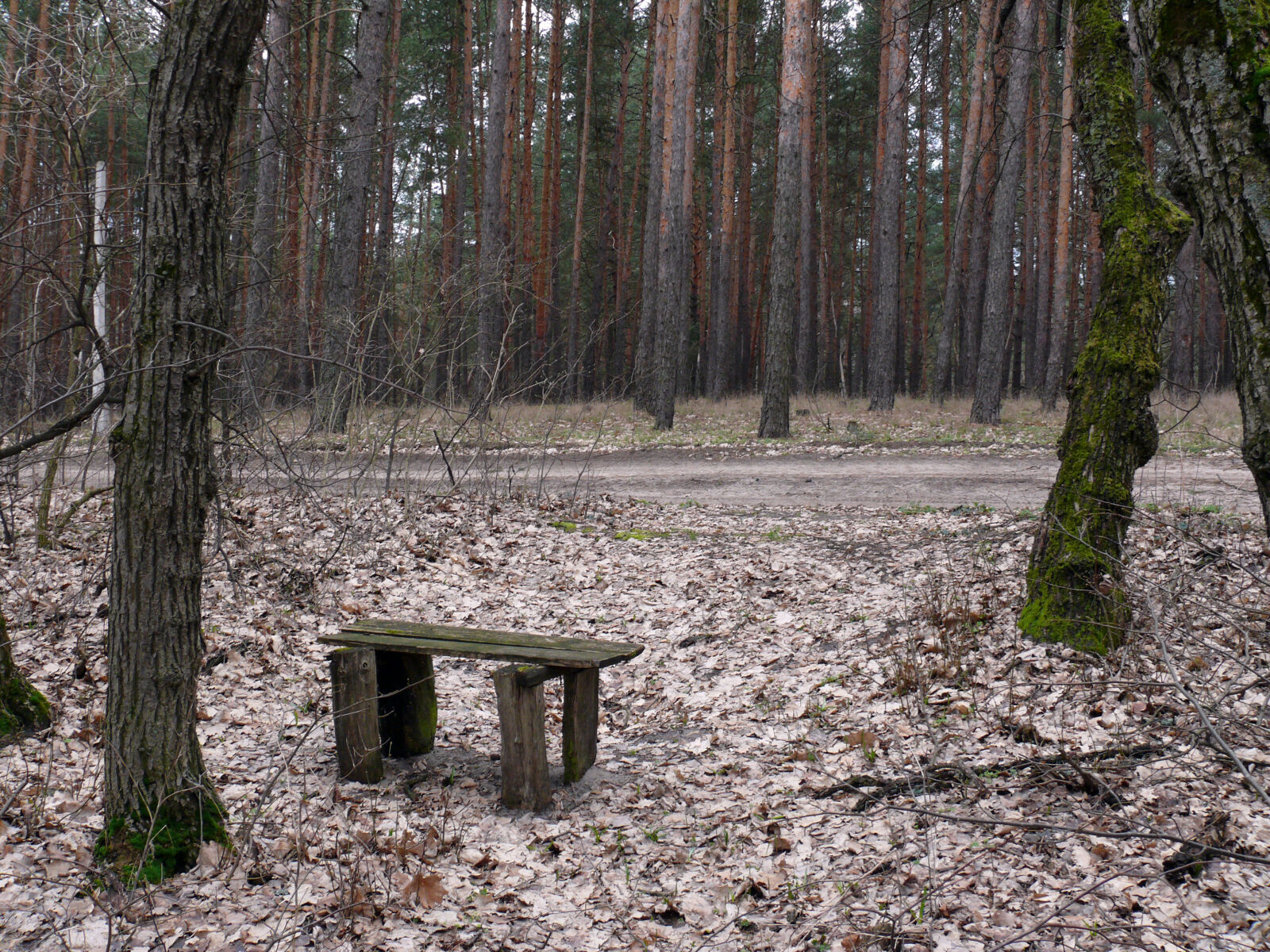 Panasonic DMC-FZ50 sample photo. Old, bench photography
