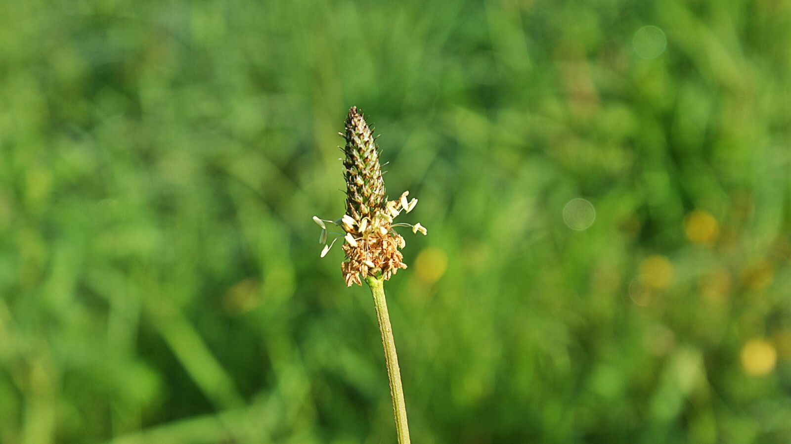Sony Alpha DSLR-A350 sample photo. Only, grass, bloom photography