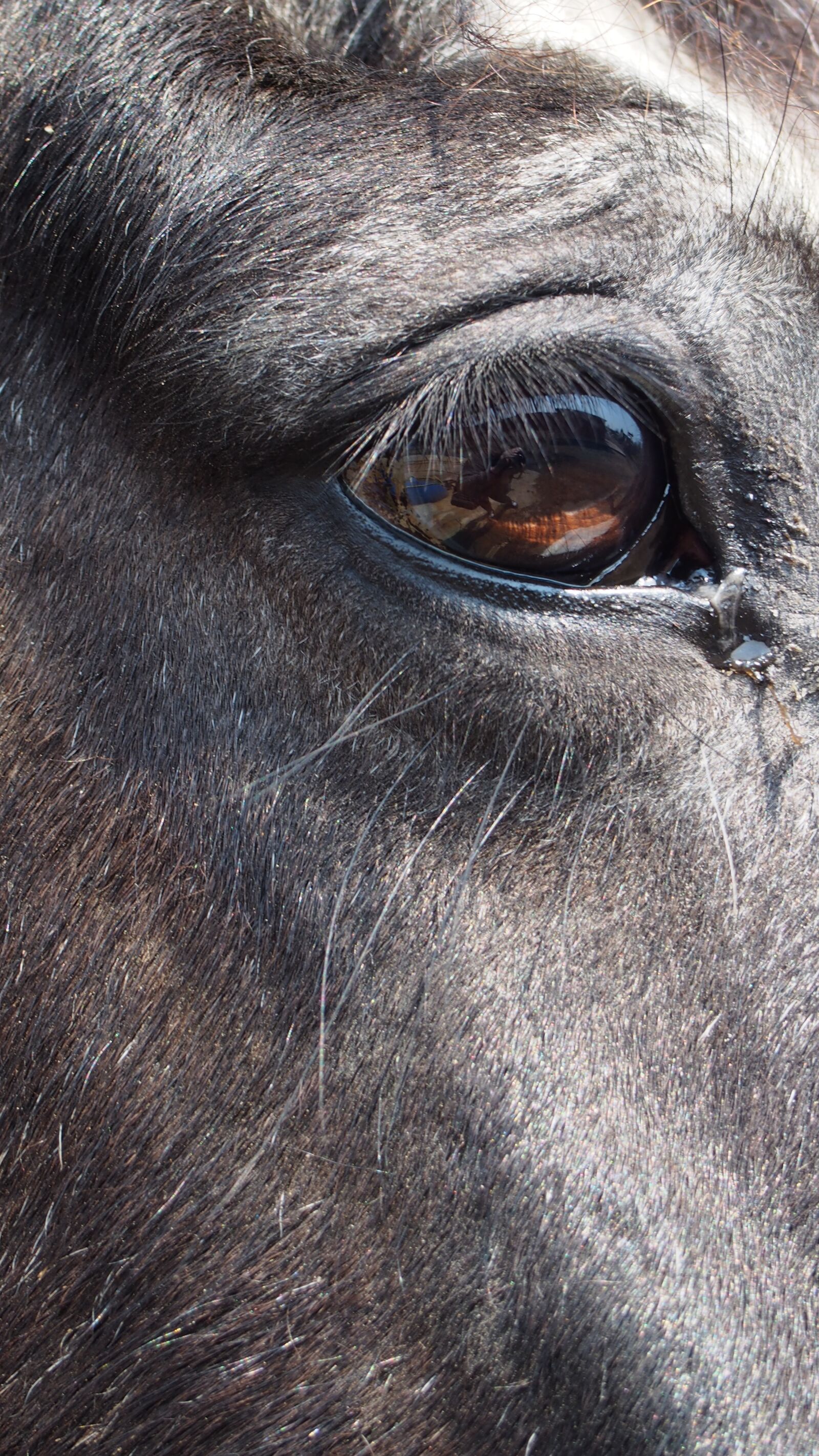 Olympus PEN E-PL5 + Olympus M.Zuiko Digital 14-42mm F3.5-5.6 II R sample photo. Eye, horse, animal photography