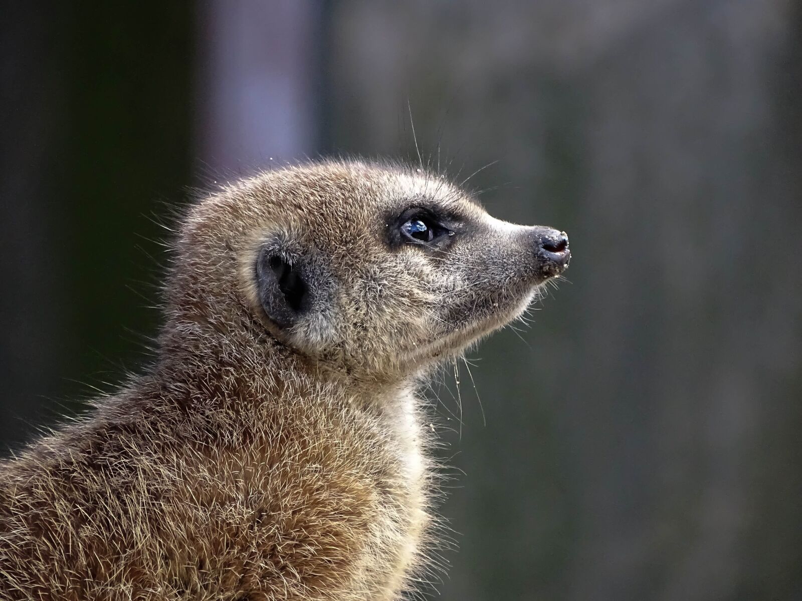 Sony Cyber-shot DSC-HX400V sample photo. Meerkat, animal, portrait photography