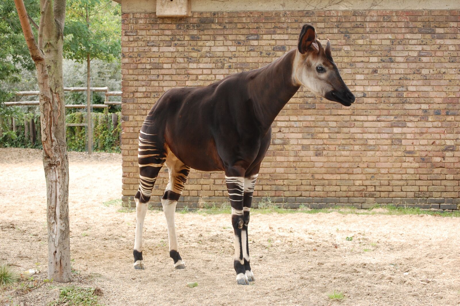 Nikon D40 sample photo. Okapi, animal, zoo photography