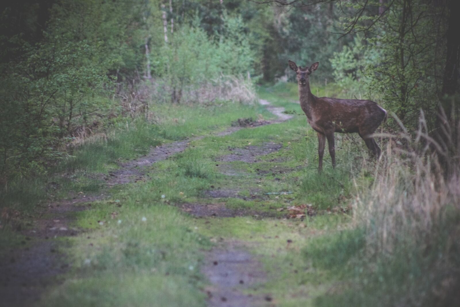 Canon EF75-300mm f/4-5.6 sample photo. Roe, forest, fawn photography